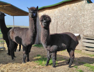 Alpaca del Fatonero