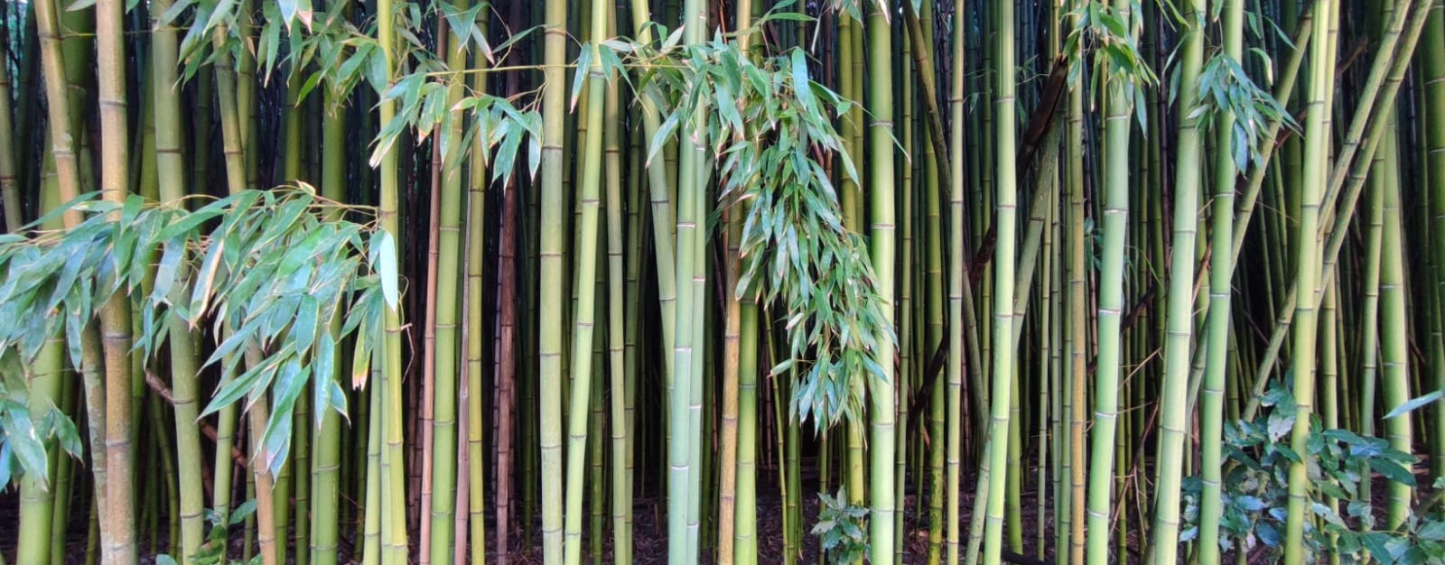 bambuseto massarosa la via delle erbe e dei fiori (1)