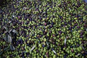 Frantoio di Massarosa