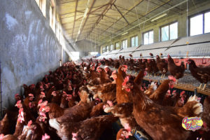 Allevamento di galline Giannini Virgilio