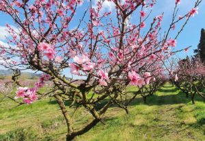 Pesche di Luciano di Massarosa