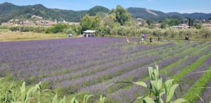 Azienda Agricola Lavanda di Massarosa