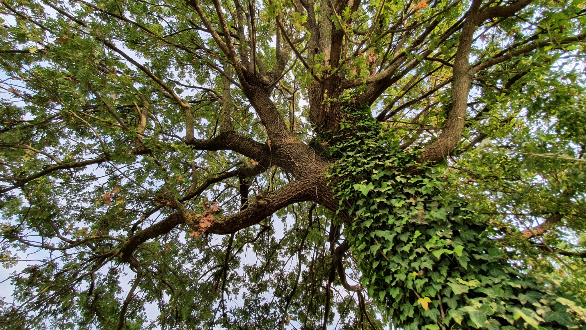 La quercia leggiadra dalle foglie di merletto
