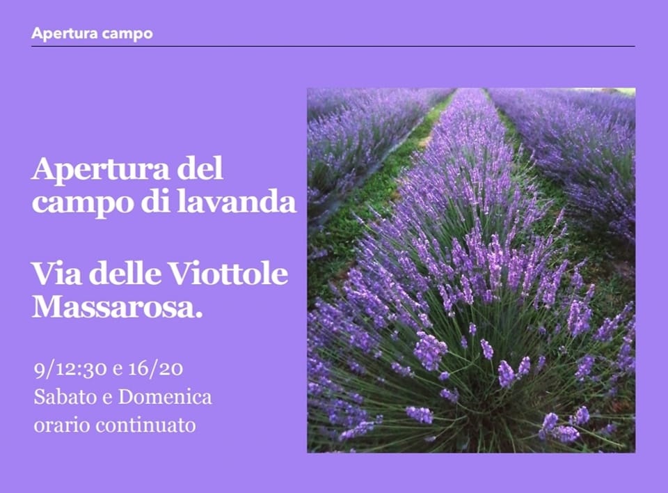 Apertura campo di lavanda di Massarosa - La Via delle Erbe e dei Fiori