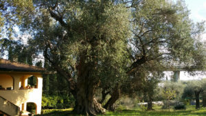 Ulivo millenario dei 30 zoccoli