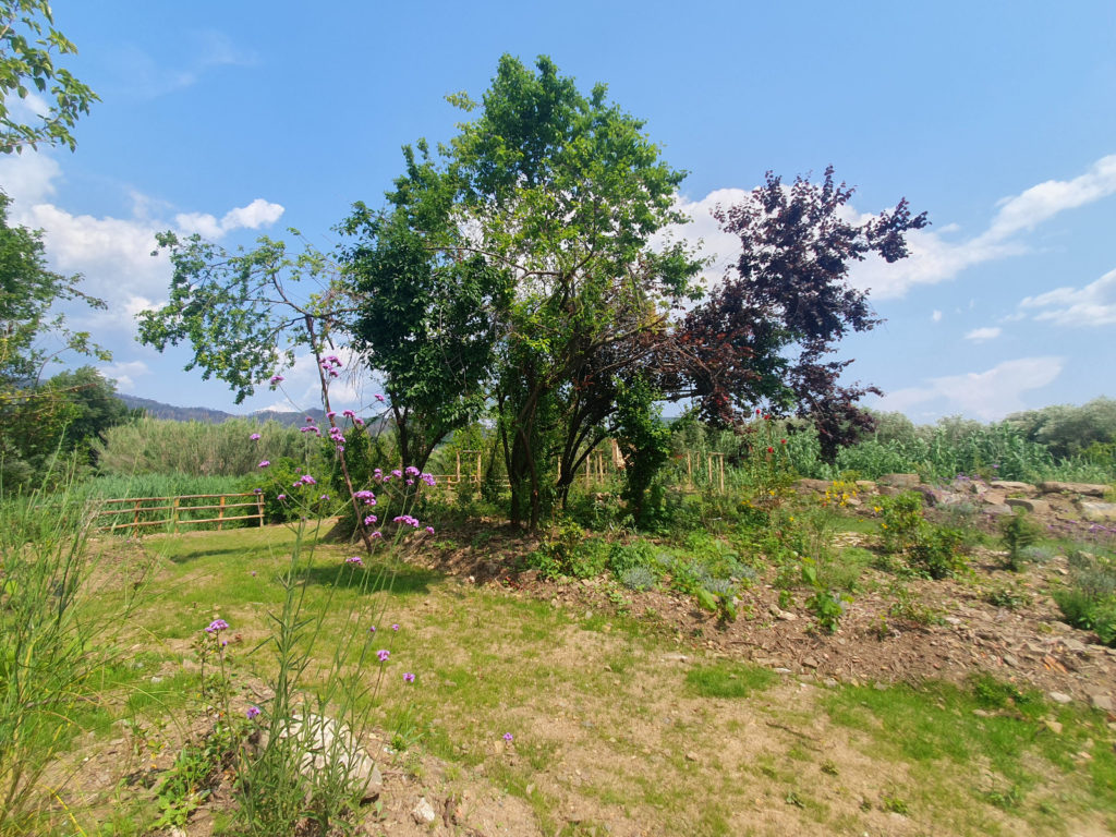 IL GIARDINO DELLE FARFALLE LA VIA DELLE ERBE E DEI FIORI MASSAROSA (1)