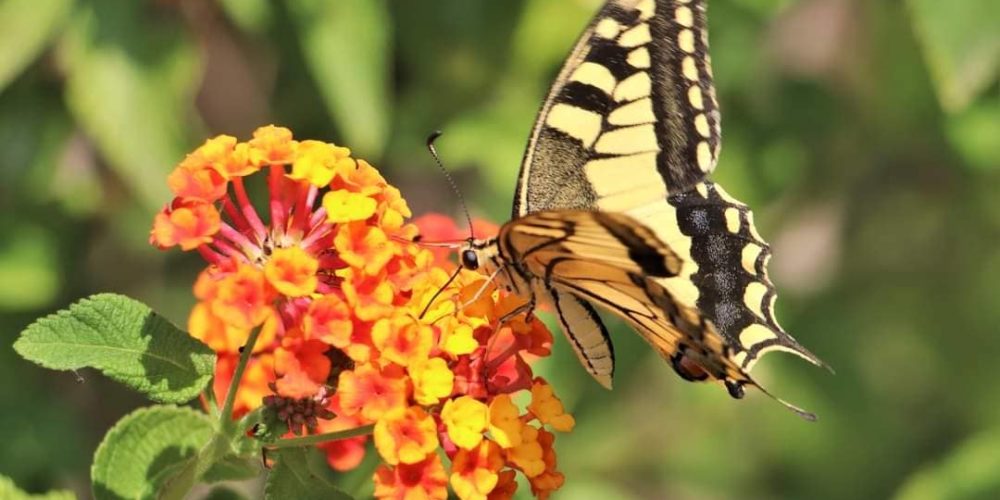Il Giardino delle Farfalle a Massarosa: oasi naturalistica Paradiso degli Impollinatori