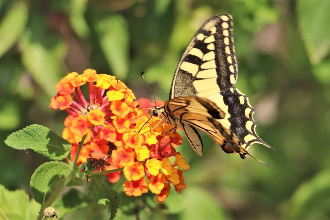 Il Giardino delle Farfalle a Massarosa: oasi naturalistica Paradiso degli Impollinatori