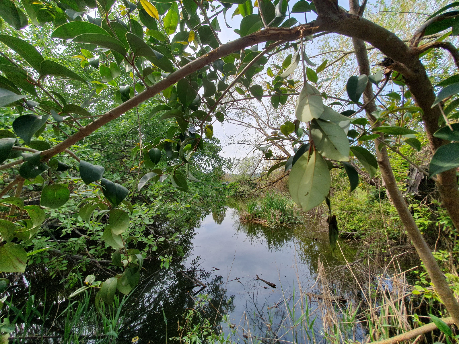 Set Semi Piante Per Farfalle | 5 Varietà Ricche Di Nettare | Giardino Fiorito E Biodiversità - Foto 3