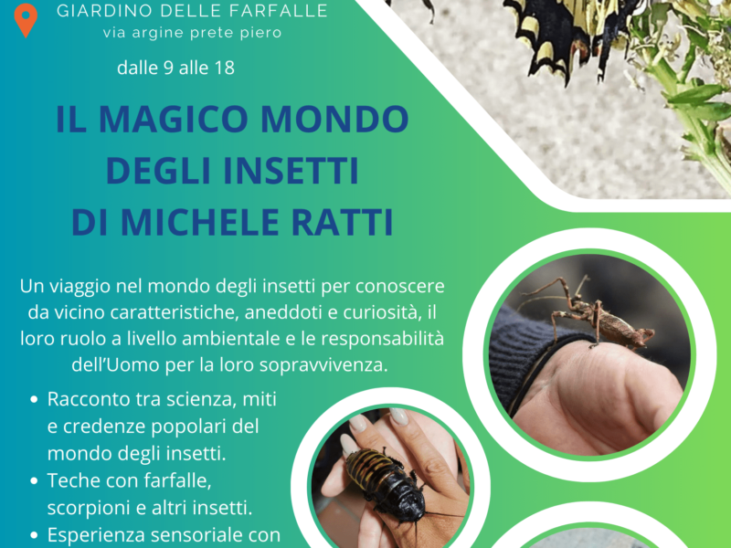 Il magico mondo degli insetti di Michele Ratti esposizione di teche e esperienze sensoriali con insetti vivi(1)