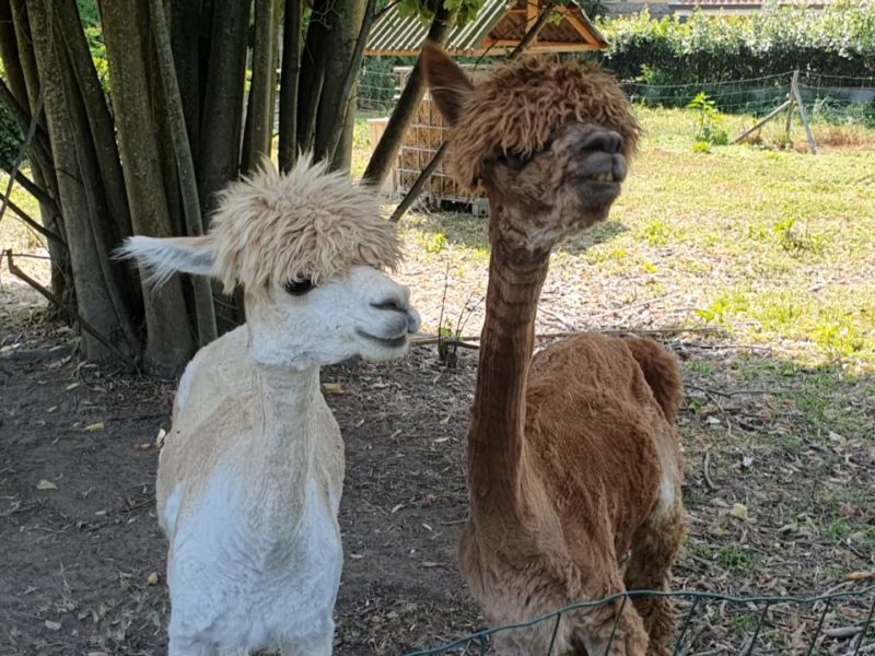 alpaca del fatonero massarosa la via delle erbe e dei fiori (1)