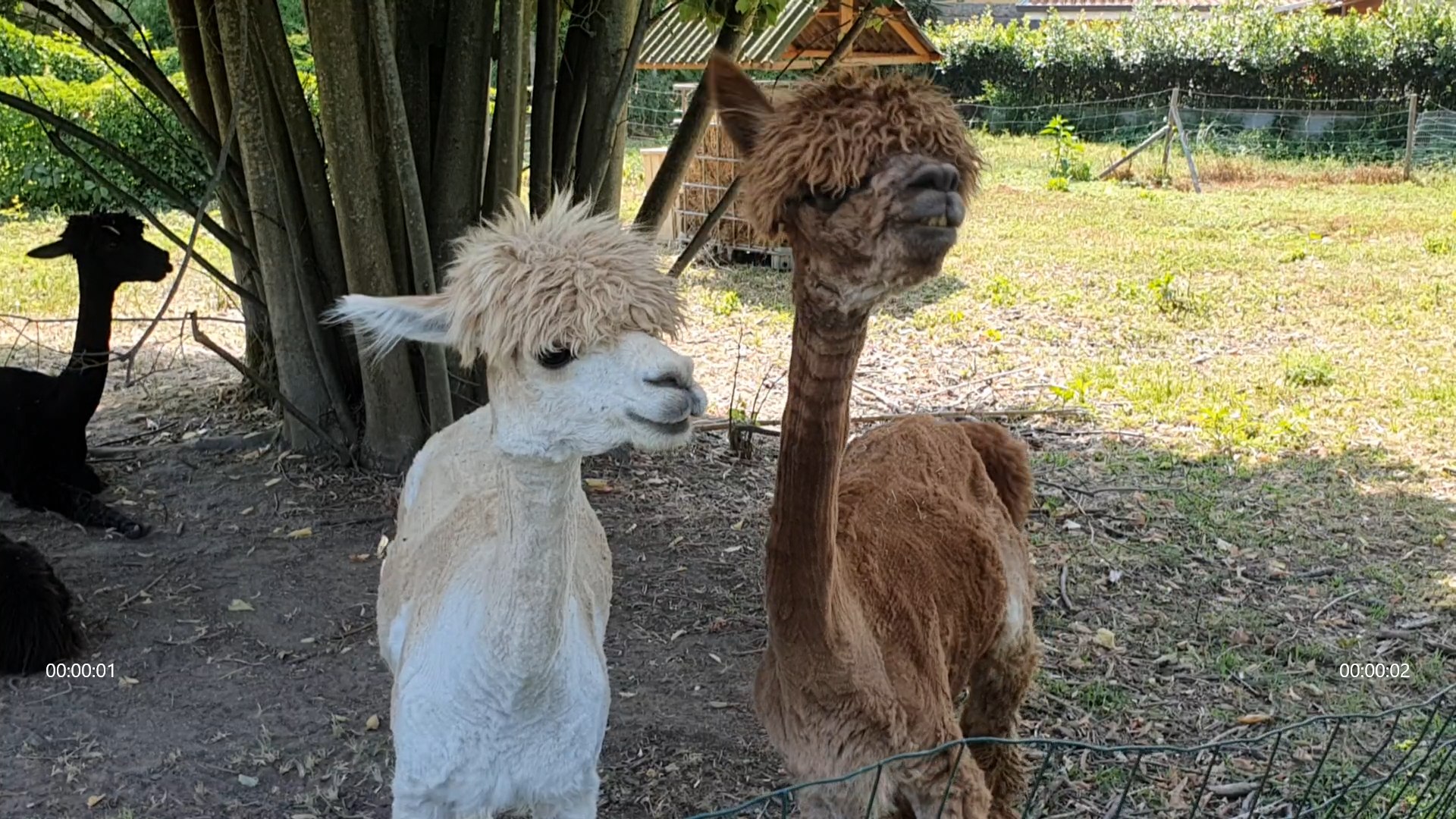 alpaca del fatonero massarosa la via delle erbe e dei fiori (1)