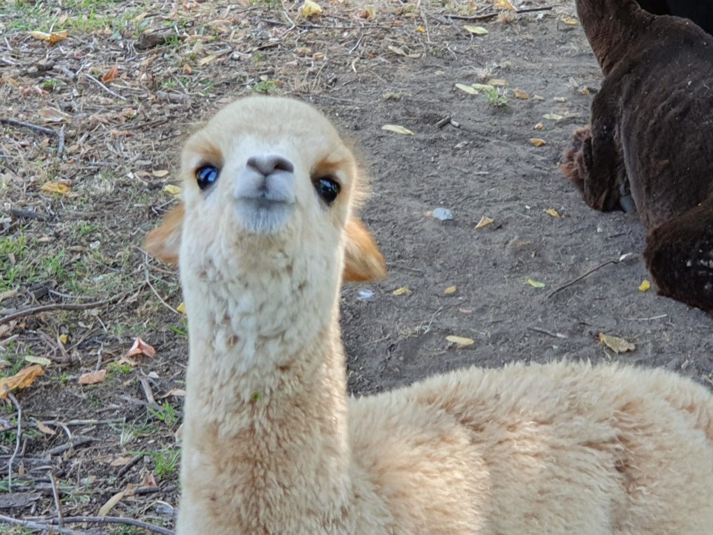 alpaca del fatonero massarosa la via delle erbe e dei fiori (2)