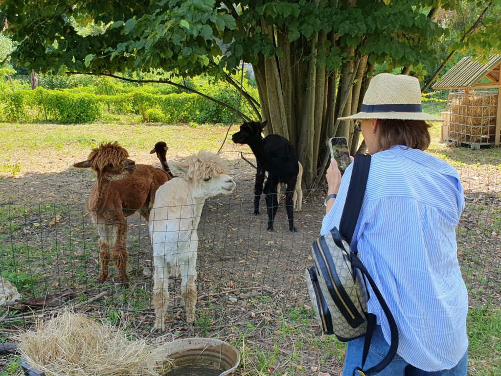 alpaca del fatonero massarosa la via delle erbe e dei fiori (3)