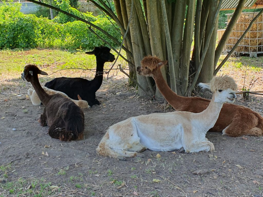 alpaca del fatonero massarosa la via delle erbe e dei fiori (4)