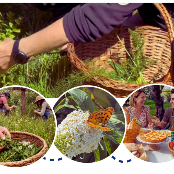 Domenica 26 aprile – Alla scoperta e raccolta degli Erbi Selvatici lungo La Via delle Erbe e dei Fiori con Picnic nella Natura