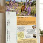 Calendario degli Impollinatori 2027 la via delle erbe e dei fiori massarosa (3)
