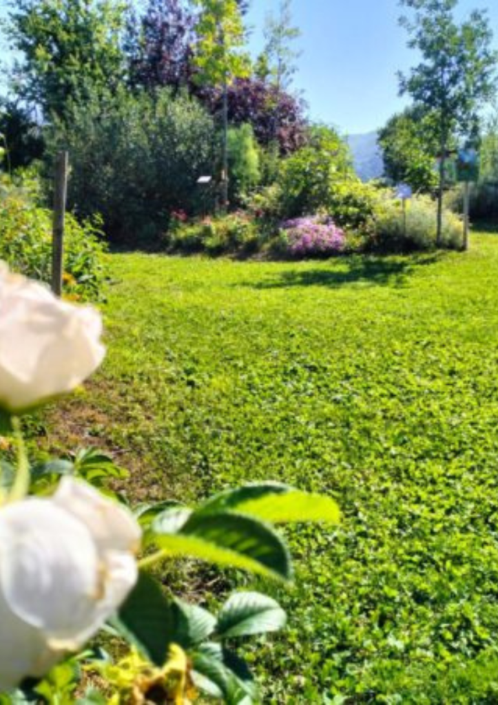 farfalle de il giardino delle farfalle la via delle erbe e dei fiori massarosa lucca toscana (11)
